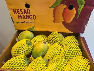 Kesar Mangoes (9-12 pcs)